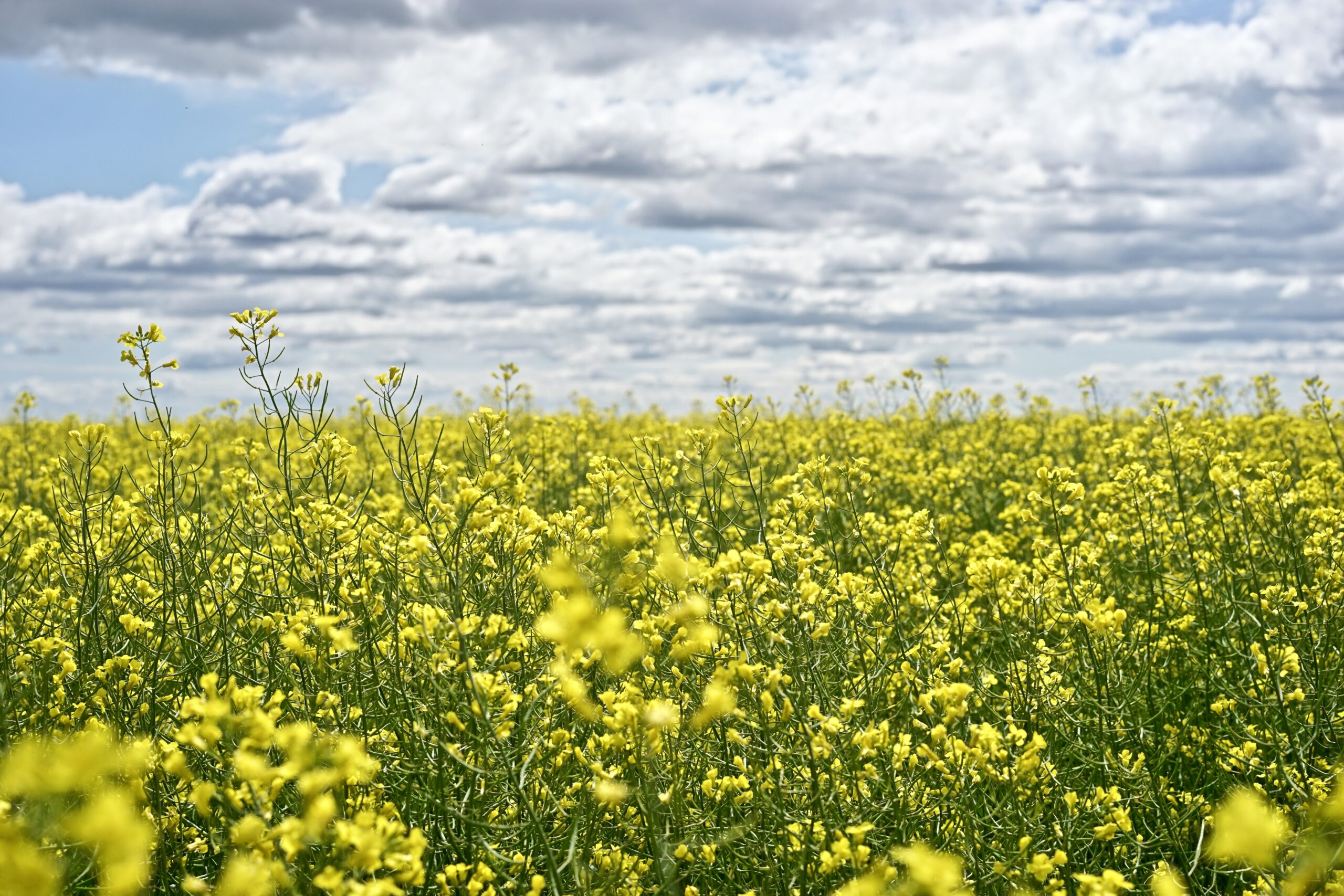 Are seed oils harmful? Your Questions Answered.