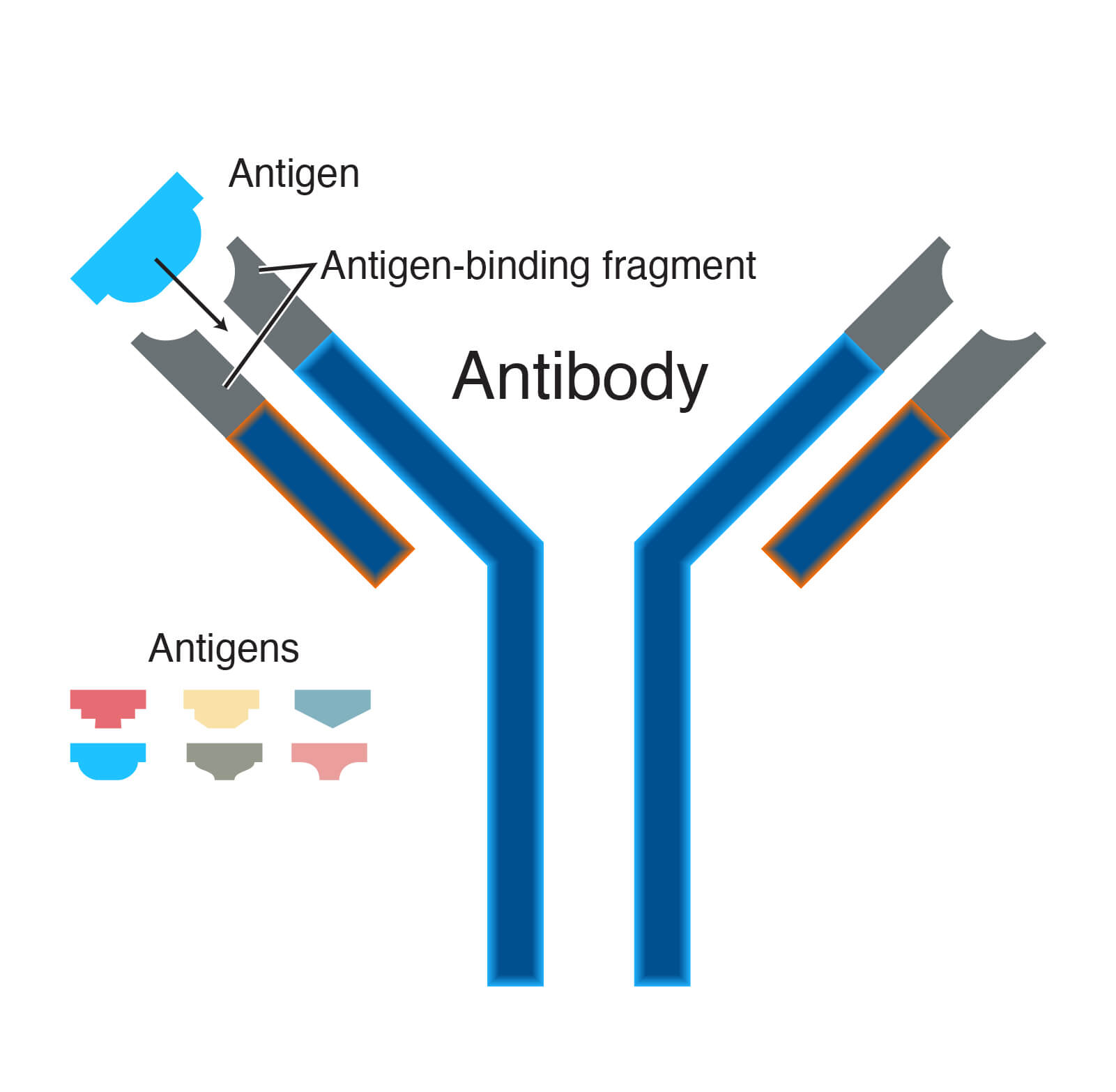 Antibody coronavirus