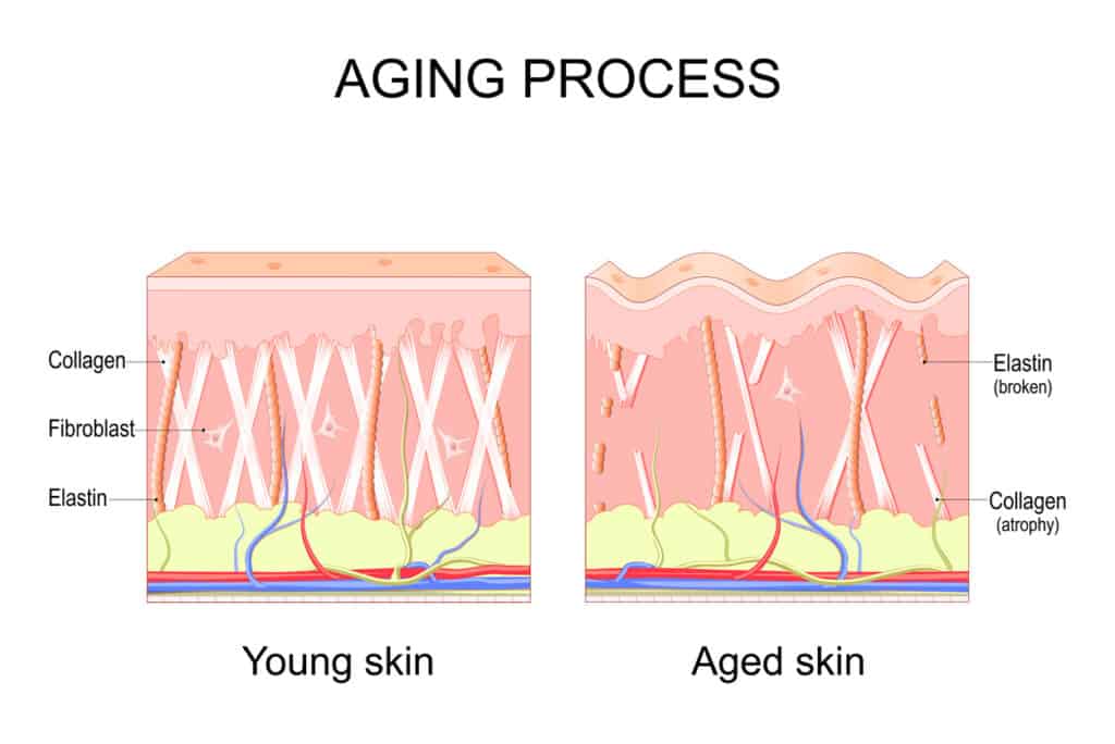 collagen and skin
