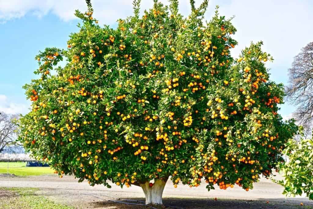 are pesticides harmful